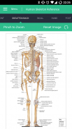 Human Skeleton Reference Guide screenshot 3