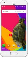 Гуляющая черепаха Шутка screenshot 0