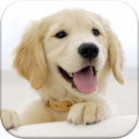 Dog Pairs - Memory Match Game Icon