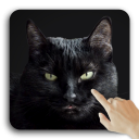 Chat noir mignon fonds d'écran animés Icon