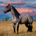 Horse Wallpapers Icon