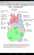 Anatomy Lectures screenshot 7