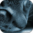 Sleepy Cat Live Wallpaper Icon