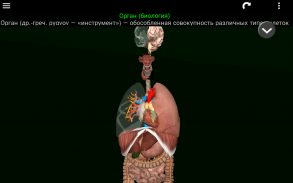 Внутренние органы в 3D (анатомия) screenshot 16