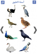 تعليم اسماء الطيور و اصوات الطيور screenshot 2