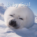 Baby Seal الموضوع ＋HOME