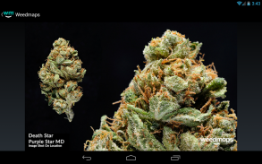 Weedmaps Find Marijuana Cannabis Weed Reviews CBD screenshot 6