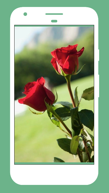Rose Wallpaper PNG 3125x2840px Sticker Android Cut Flowers Emoticon  Flower Download Free