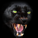 Panther Wallpaper Icon