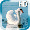 Swan Bird Live Wallpaper Icon