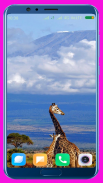 Giraffe Wallpaper screenshot 3