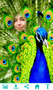 Peacock PhotoFrame screenshot 2