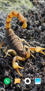 Scorpion Wallpaper screenshot 2