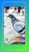 Pigeon Wallpaper screenshot 8