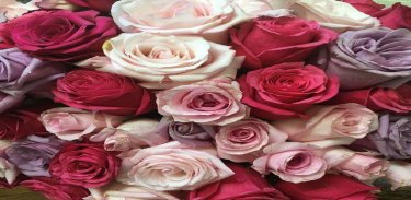 Rose GIF Images Collection. screenshot 2
