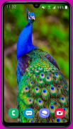 Peacock Wallpaper HD screenshot 5