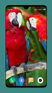 Parrot Wallpapers 4K screenshot 5