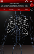 Circulatory System 3D Anatomy screenshot 7