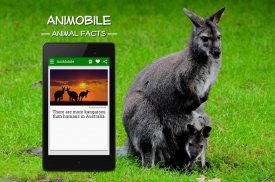 Daily Animal Facts and Pics screenshot 4