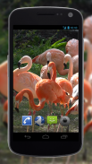 4K Flamingo Video Live Wallpapers screenshot 3
