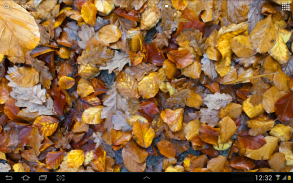 Autumn leaves 3D LWP screenshot 3