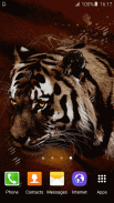 Tiger Live Wallpaper screenshot 0