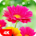 Flower Wallpapers 4K icon