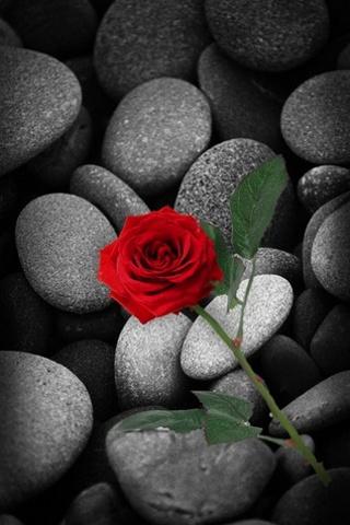 3d Wallpaper Rose For Android Image Num 10