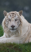 White Tiger Live Wallpaper (Backgrounds) screenshot 11