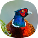 Pheasant Sounds Icon