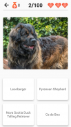 Dog Breeds - Quiz about all dogs of the world! screenshot 5