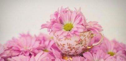 Flower Wallpapers