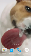 Dog Licks Screen Video LWP screenshot 1