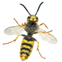 Wasps