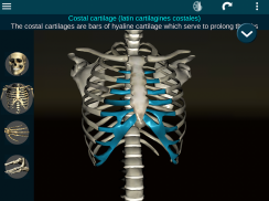 Osseous System in 3D (Anatomy) screenshot 17