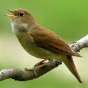 Nightingale Song Icon