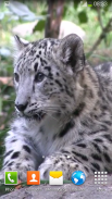 Snow Leopard Video Wallpapers screenshot 0