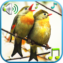 Birds Sounds Ringtones Icon