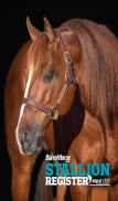 Barrel Horse News Stallion screenshot 4