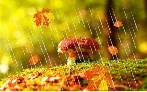 Autumn Rain live wallpaper screenshot 4