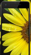 Flower Wallpapers: Rosely 2 screenshot 4