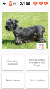 Razze canine - Quiz sui cani! screenshot 1