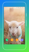 Sheep Wallpaper screenshot 12