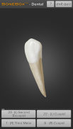 BoneBox™ - Dental Lite screenshot 1