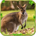 Furious Kangaroo Simulator