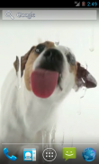 Dog Licks Screen Wallpaper screenshot 0