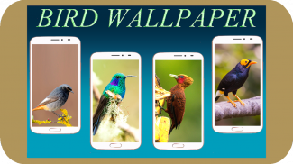 Bird Wallpaper HD screenshot 13