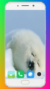 Harb Seal Wallpaper Full HD screenshot 9