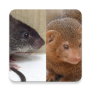 Mongoose and Rat Sounds ~ Sclip.app