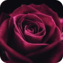 Rose Wallpaper Icon